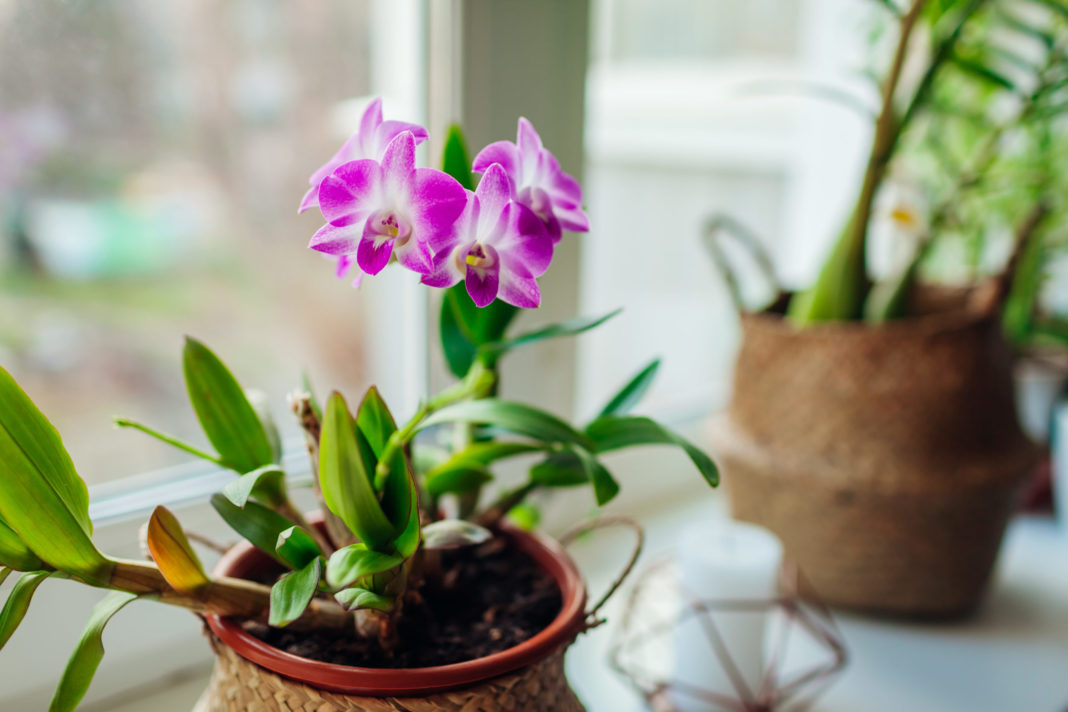 orchid in a planter