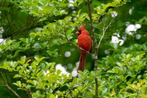 Cardinal sitting on tree branch in Acworth Georgia.