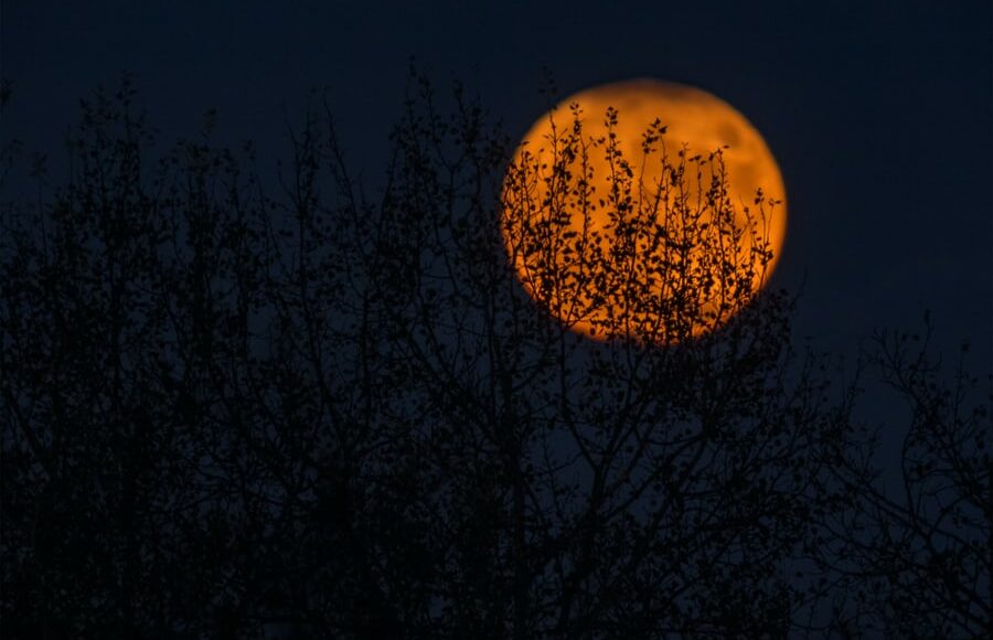 Orange full moon with tree branches