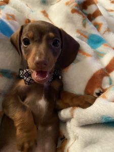 Mini chocolate dachshund puppy
