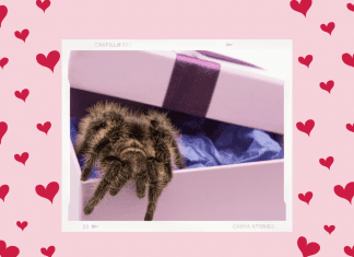 tarantula in a gift box on a pink and red heart background