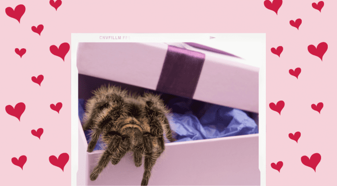 tarantula in a gift box on a pink and red heart background