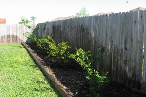 Freshly planted crepe myrtles along a fenceline