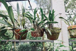 three potted plants with roots busting out of the pots.