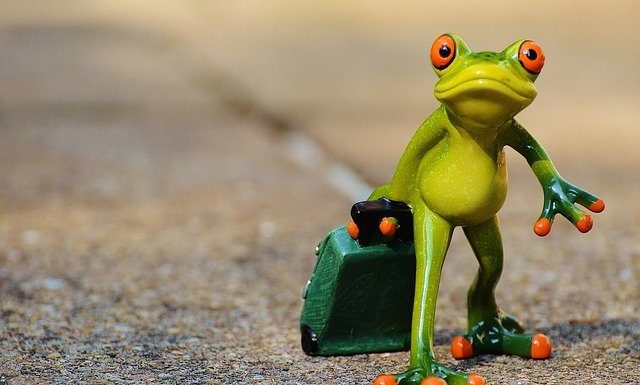 frog with a suitcase