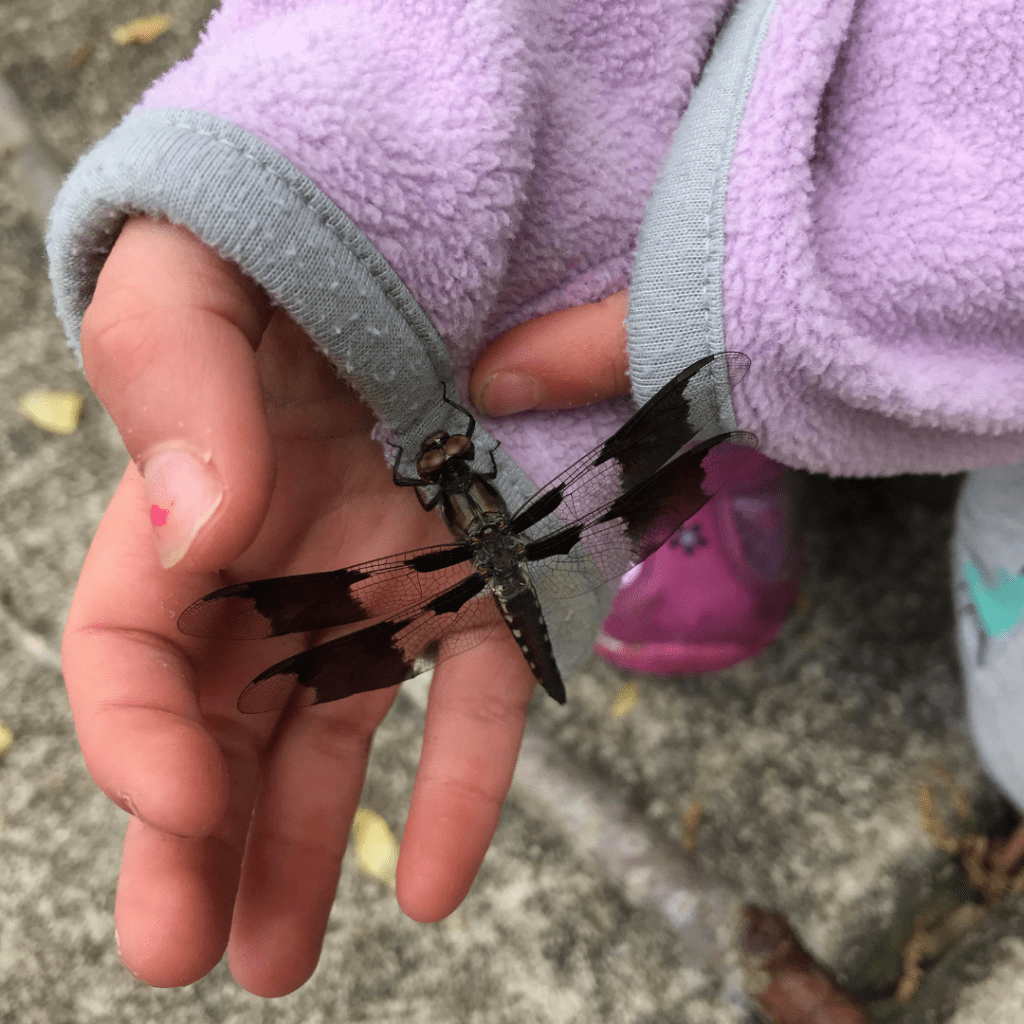 child's hand with a purple sleeve holding a lacewing insect