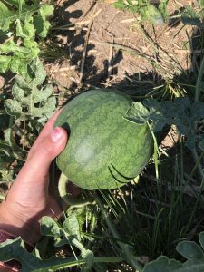 girl's hand holding a watermelon that's growing