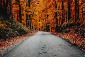 empty road with oranges and red leaves on trees