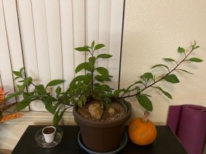 climbing plant in a pot near a window