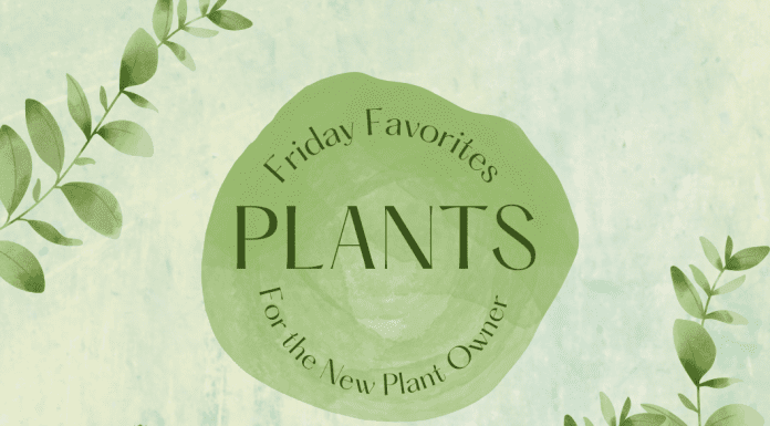 green climbing plant leaves on a green background with "Friday Favorites: Plants for the New Plant Owner" in text and MMC logo
