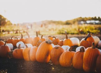 Fall scene with orange and white pumpkins