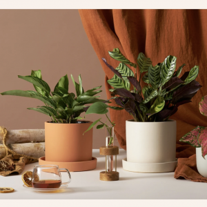 houseplants on a table with wood and tea