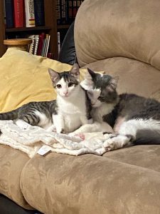 two cats cuddling on a couch with blankets