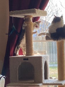 two cats playing on cat trees