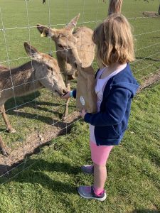 A 7yro girl is holding a paper bag and holding our her hand. Two deer are on the other side of a fence, eating the feed from her hand.