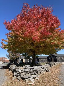 A large tree stands behind a low stone wall. The leaves of the tree are green on lower branches and change into a strong red on the higher branches.