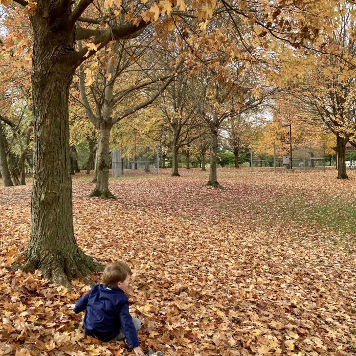 A small boy sits on the ground facing away from the camera. He is surrounded by orange, yellow and brown leaves which have fallen from the trees.