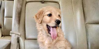 Golden Retriever puppy sits on car seat
