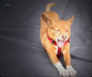 Yawning dog for canine behavior and body language