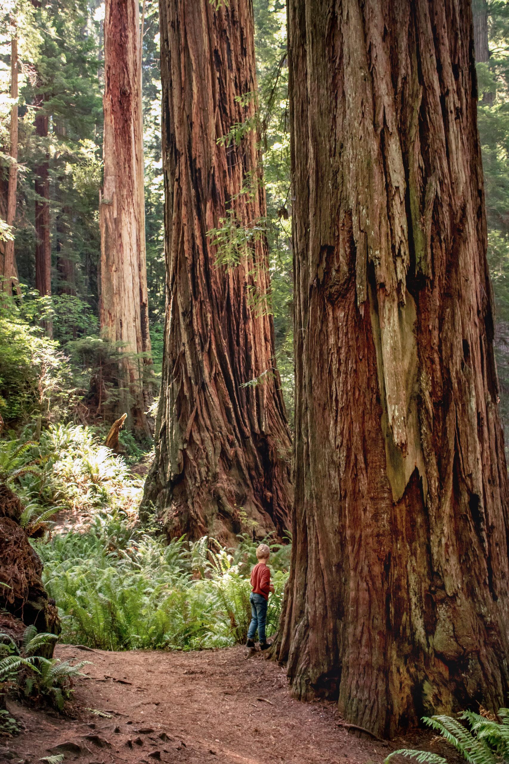 My son next to one of many impressive Redwoods